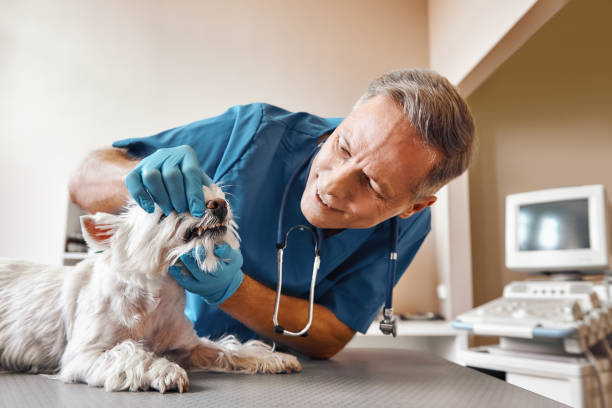 Best Emergency Treatment for Dental Infections or Abscesses in Dixon, KY